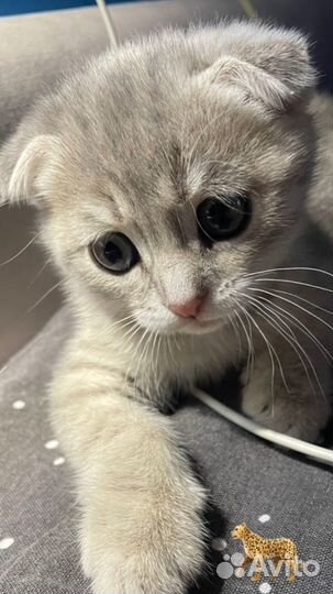 Шотландские вислоухие котята