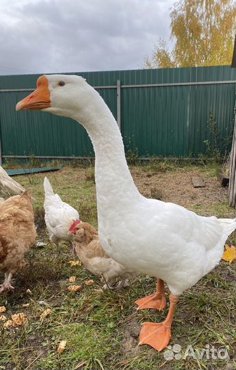 Гусак породы Линда взрослый