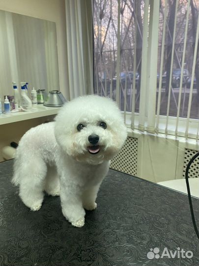 Груминг стрижка собак и котов