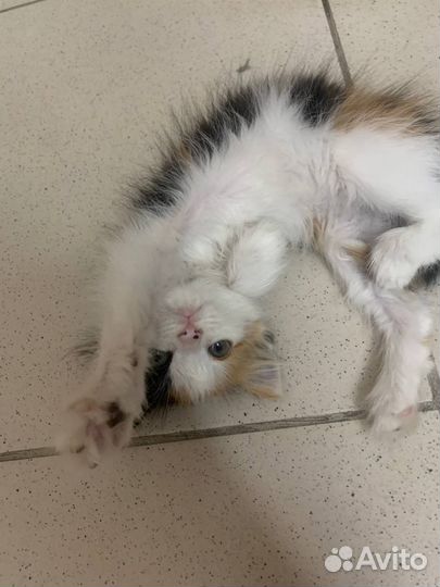 Котенок в добрые руки