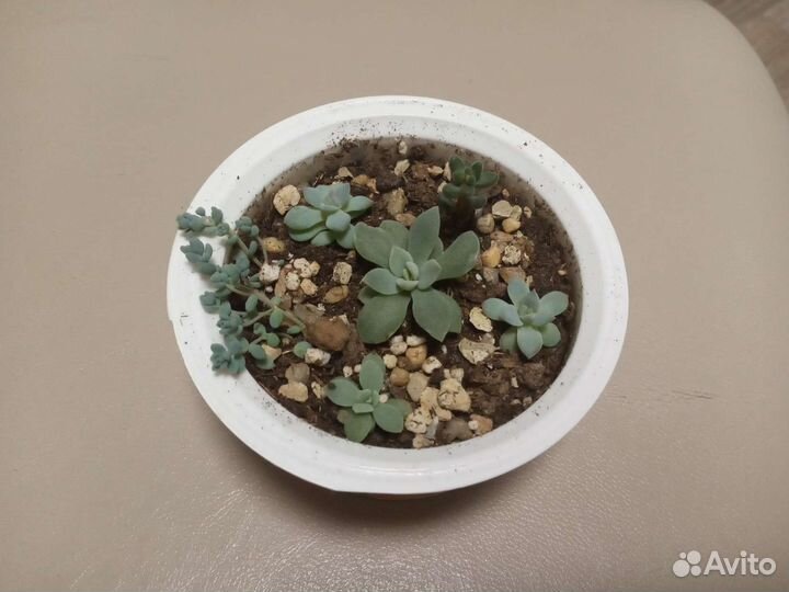 Суккуленты