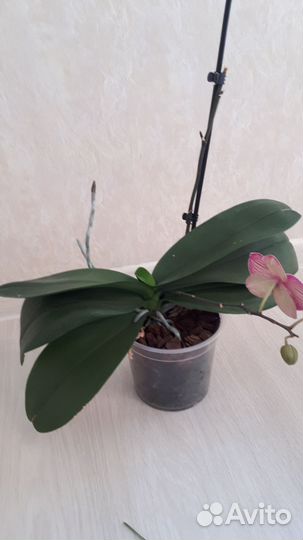 Орхидея фаленопсис Кимано