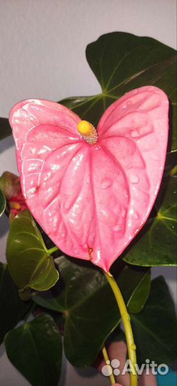 Антуриум. Наборы. Монтана, Самора, Лили