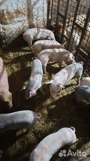 Кастрация поросят,с выездом по Псковскому району