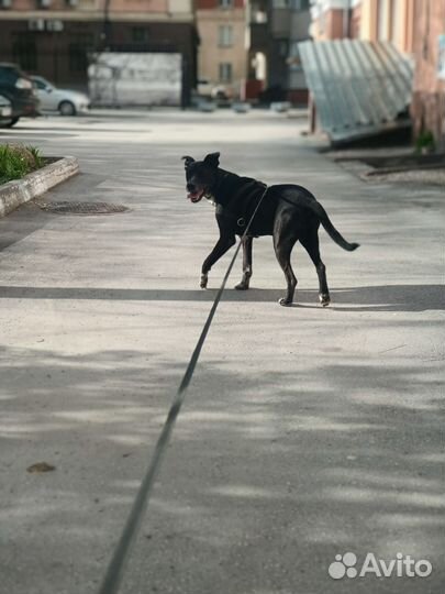 Выгул собак