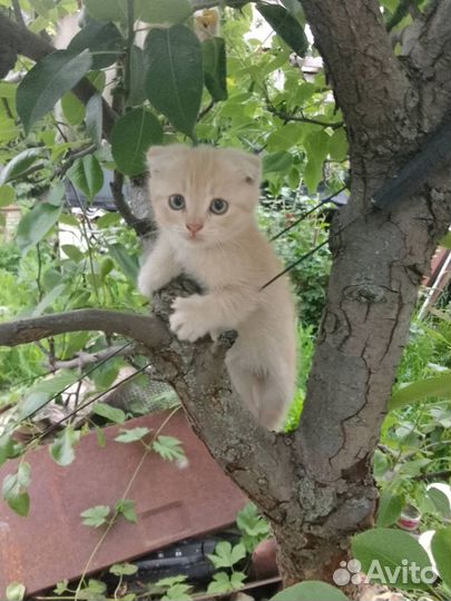 Отдам котенка в добрые руки