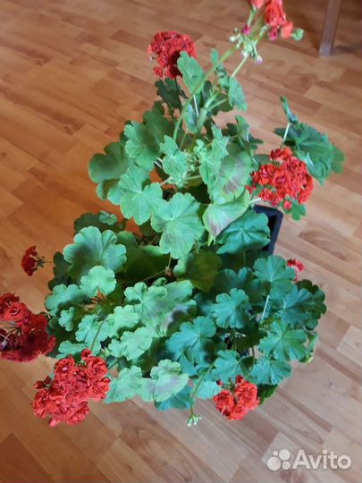 Пеларгония герань сортовая