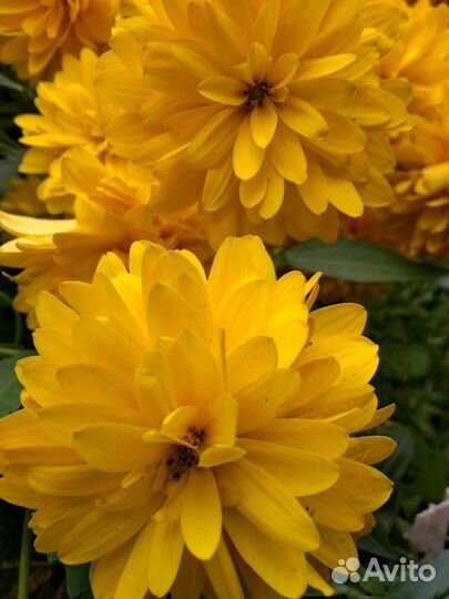 Золотой шар,сентябринки