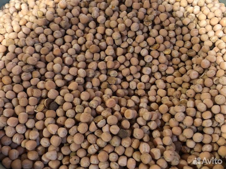 Зерно пшеница,горох,подсолнечник,ячмень,овес