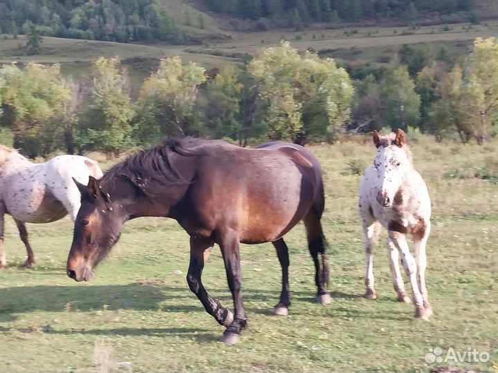 Продам жеребят