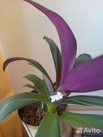 Традесканция Рео, ладья Моисея