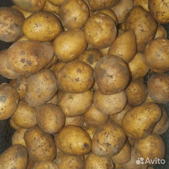 Картофель на посадку