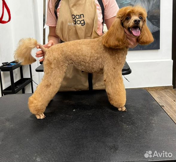 Услуги грумера