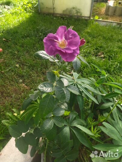 Цветы и кустарники садовые