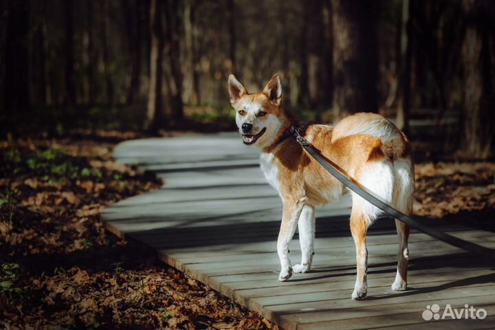 Манго ищет свою семью