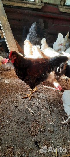Петухи молодые, 5-6 месячные. 500р
