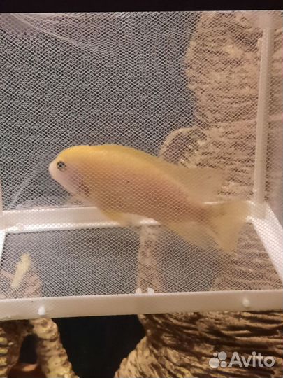 Аквариумные рыбки