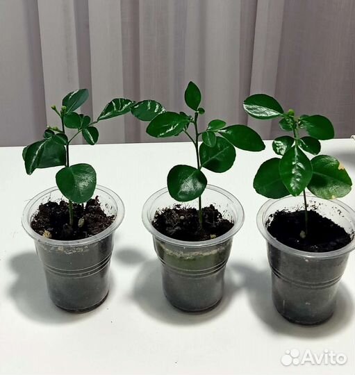 Комнатные растения