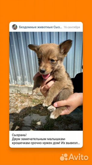 Девочки припевочки