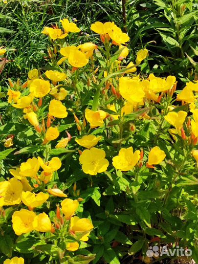 Лилия, очиток, флоксы, астра, ирисы, малина