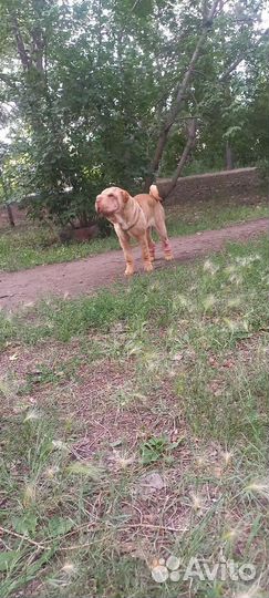 Щенок шарпей