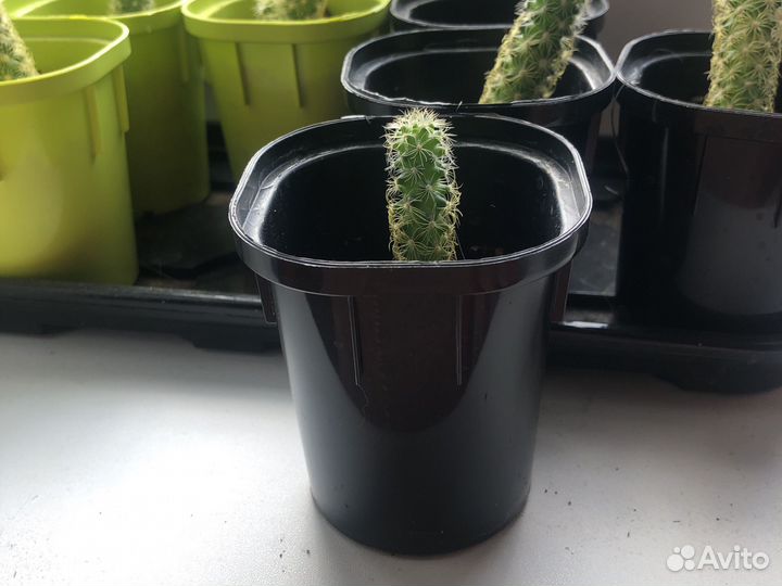 Кактус маммилярия удлиненная с желтыми колючками