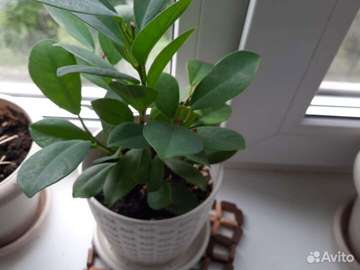 Сортовые фикусы