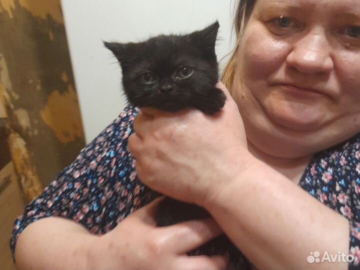 Британская кошечка