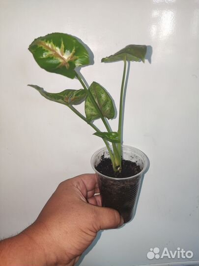 Сингониум панда и кристмас клон