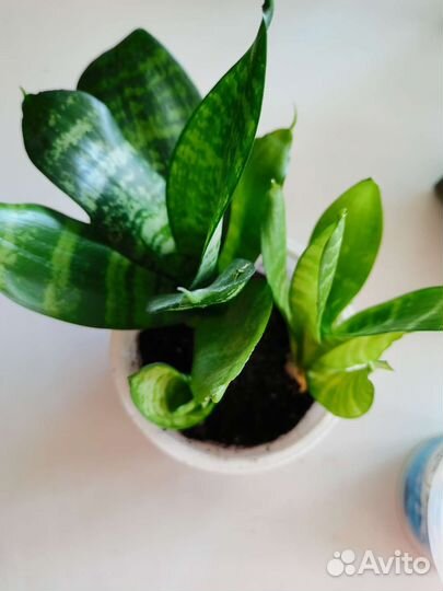 Сансевиерия ханни 3шт/стакан, Хавортия 3шт/стакан