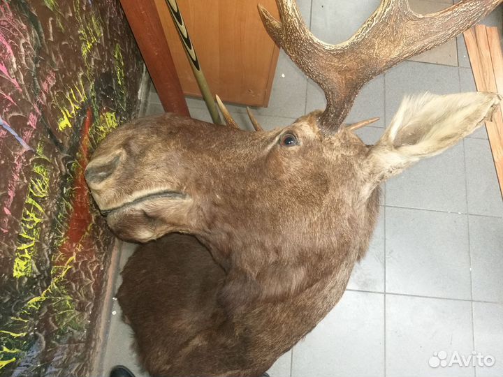Чучело головы лося