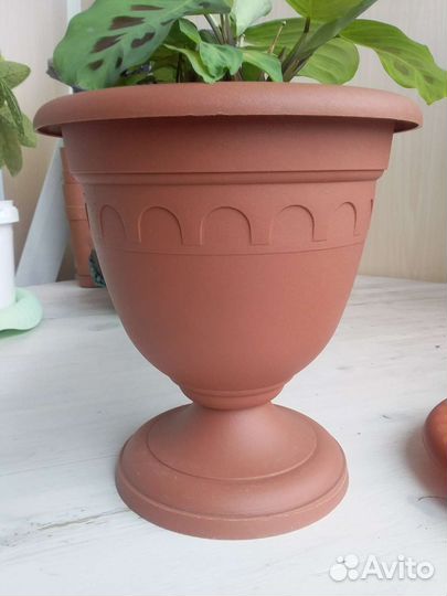 Комнатные цветы растения