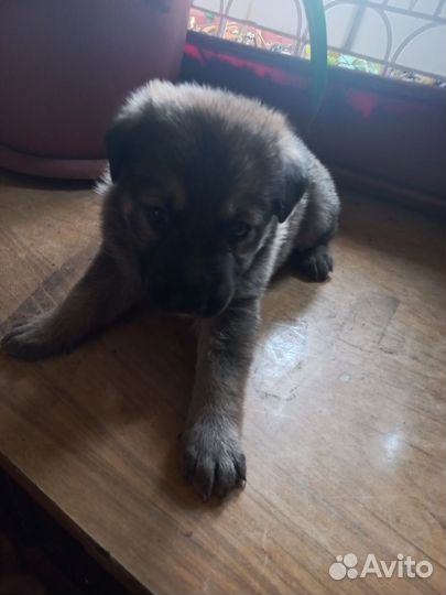 Собаки щенки немецкая овчарка