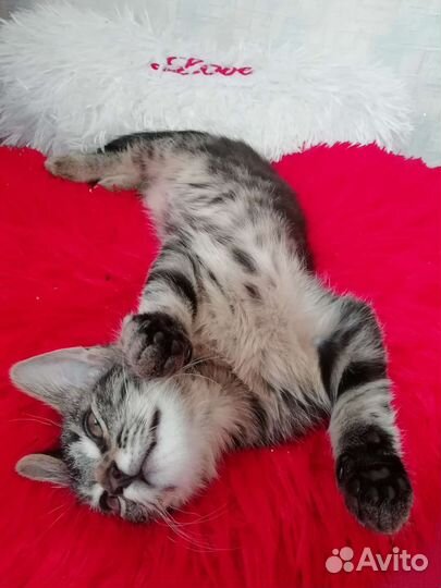 Продам котенка