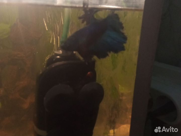 Аквариум с рыбками