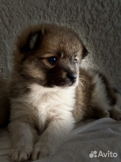 Щенки от шпица