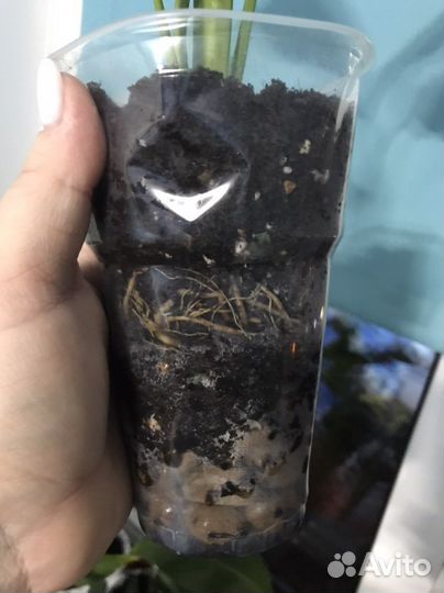 Спатифиллум