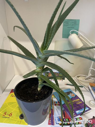 Много растений для дома