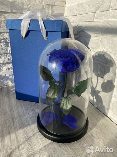 Роза в колбе Queen