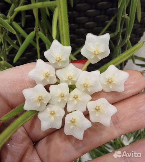 Хойя Линеарис