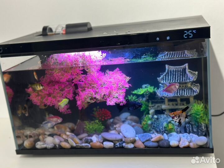 Аквариум с рыбками