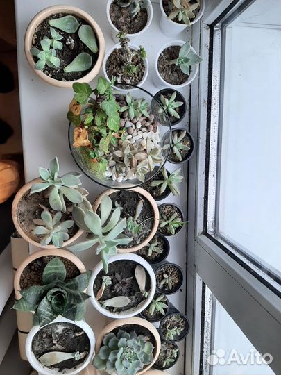 Комнатные цветы