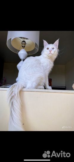 Котята мейнкун