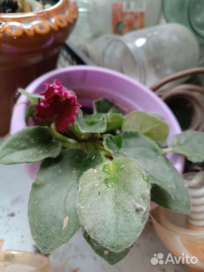 Цветы фиалки