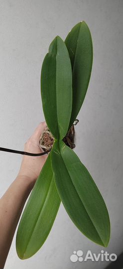 Орхидея фаленопсис