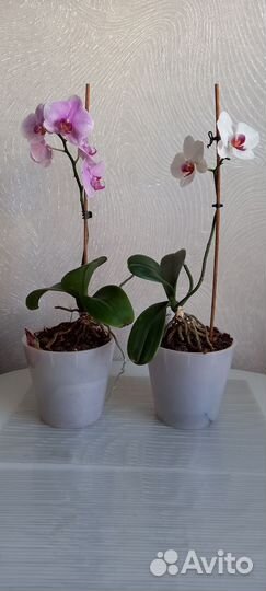 Орхидея
