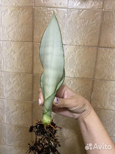 Сансевиерии разные