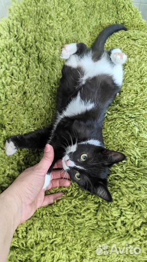 Котенок в дар бесплатно