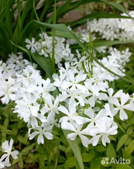 Многолетники/Цветы/Растения