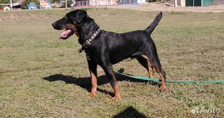 Щенок ягдтерьера